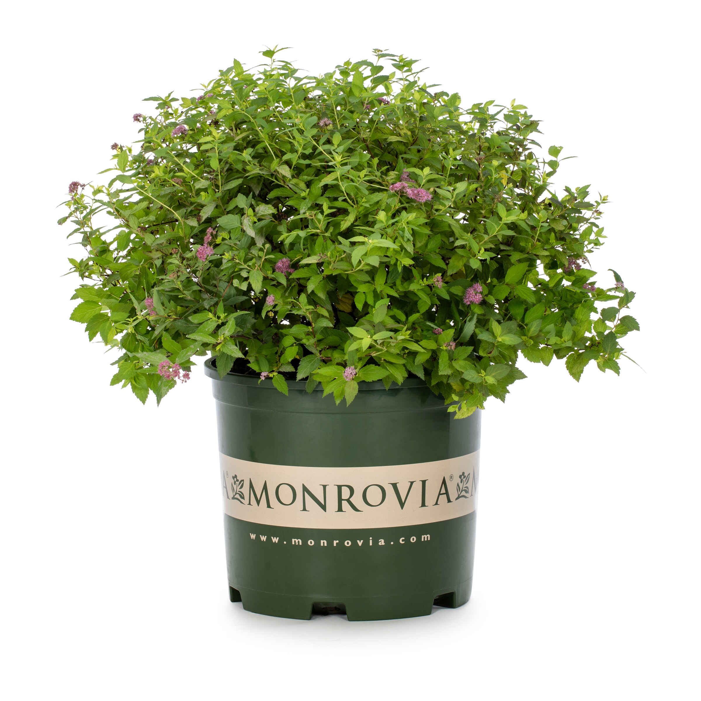 Monrovia Pink Magic Carpet Spirea Flowering Shrub in 3.58-Gallon Pot in ...