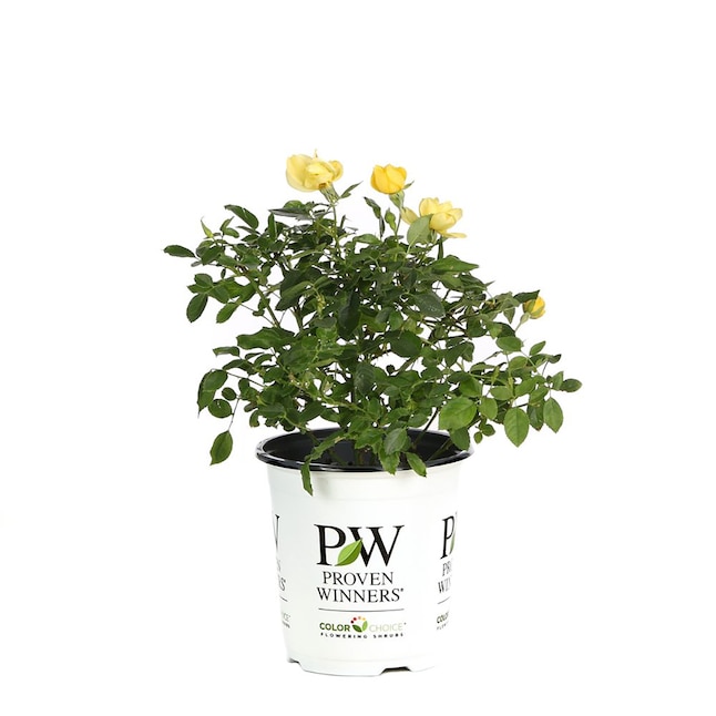 Proven Winners Yellow Oso Easy Lemon Zest Landscape Rose (Rosa ...
