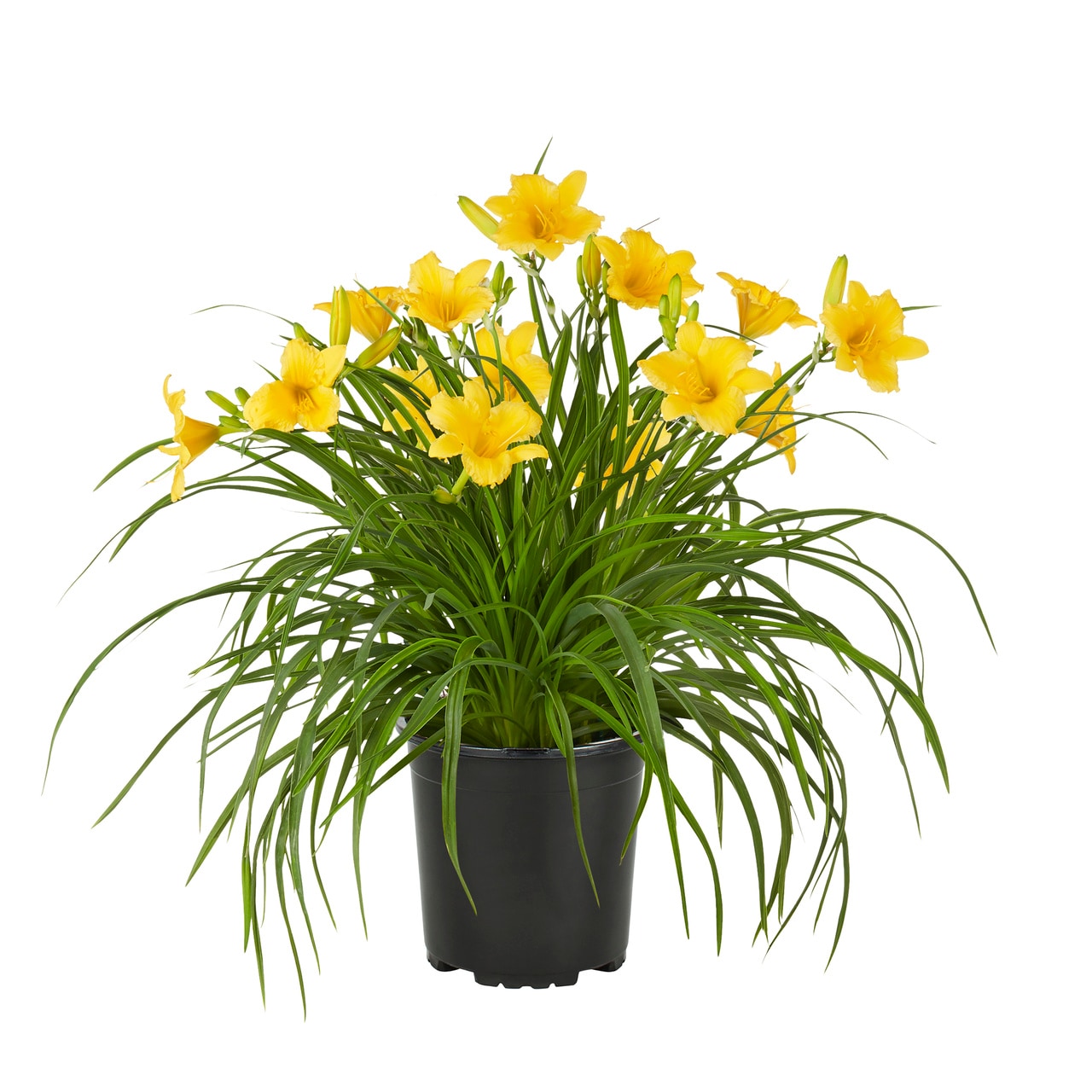 Metrolina Greenhouses Yellow Stella D Oro Daylily Plant in 2.5-Quart ...