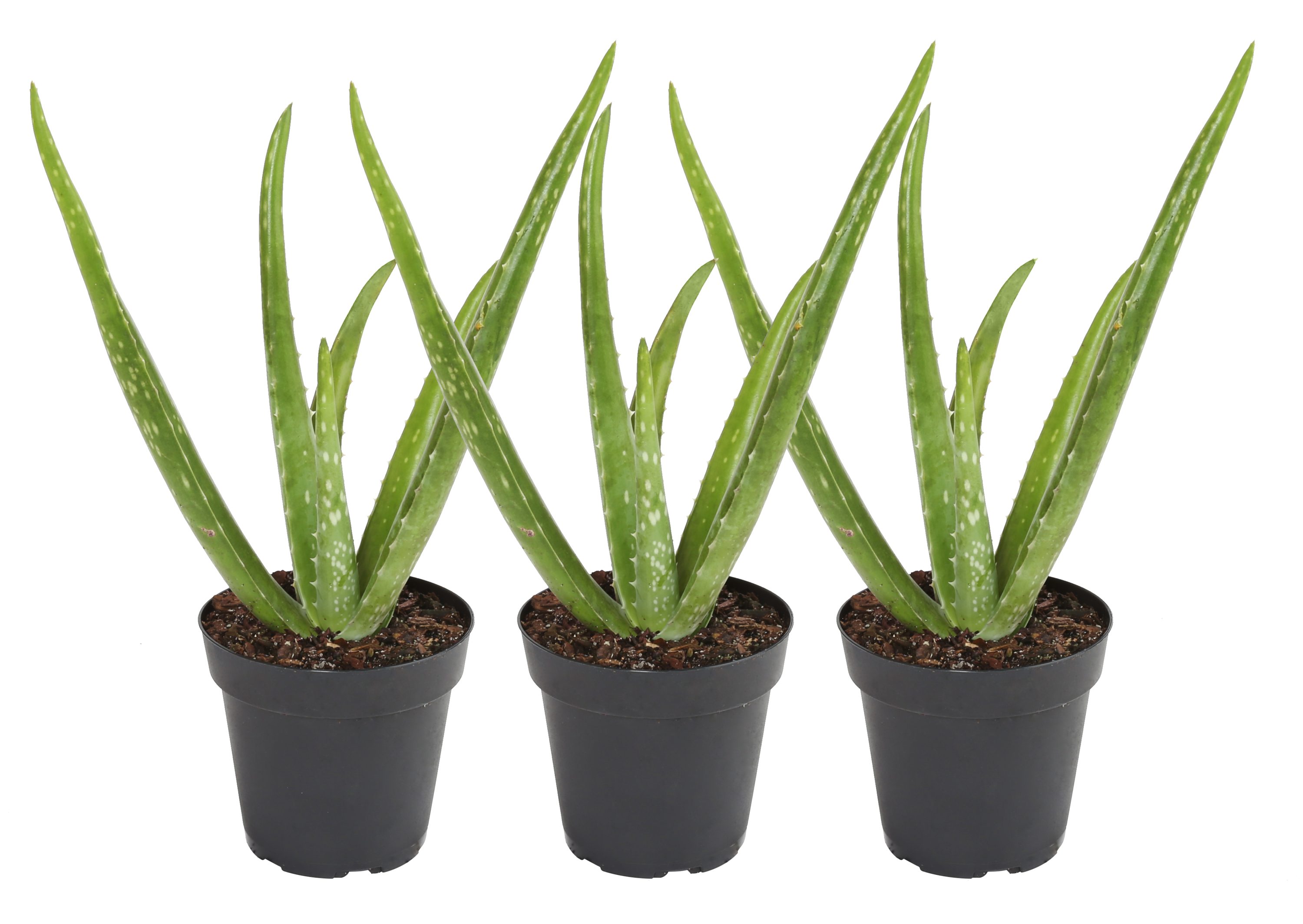 Farms 3-Pack Vera in 4-in Pot in the Succulents department at Lowes.com