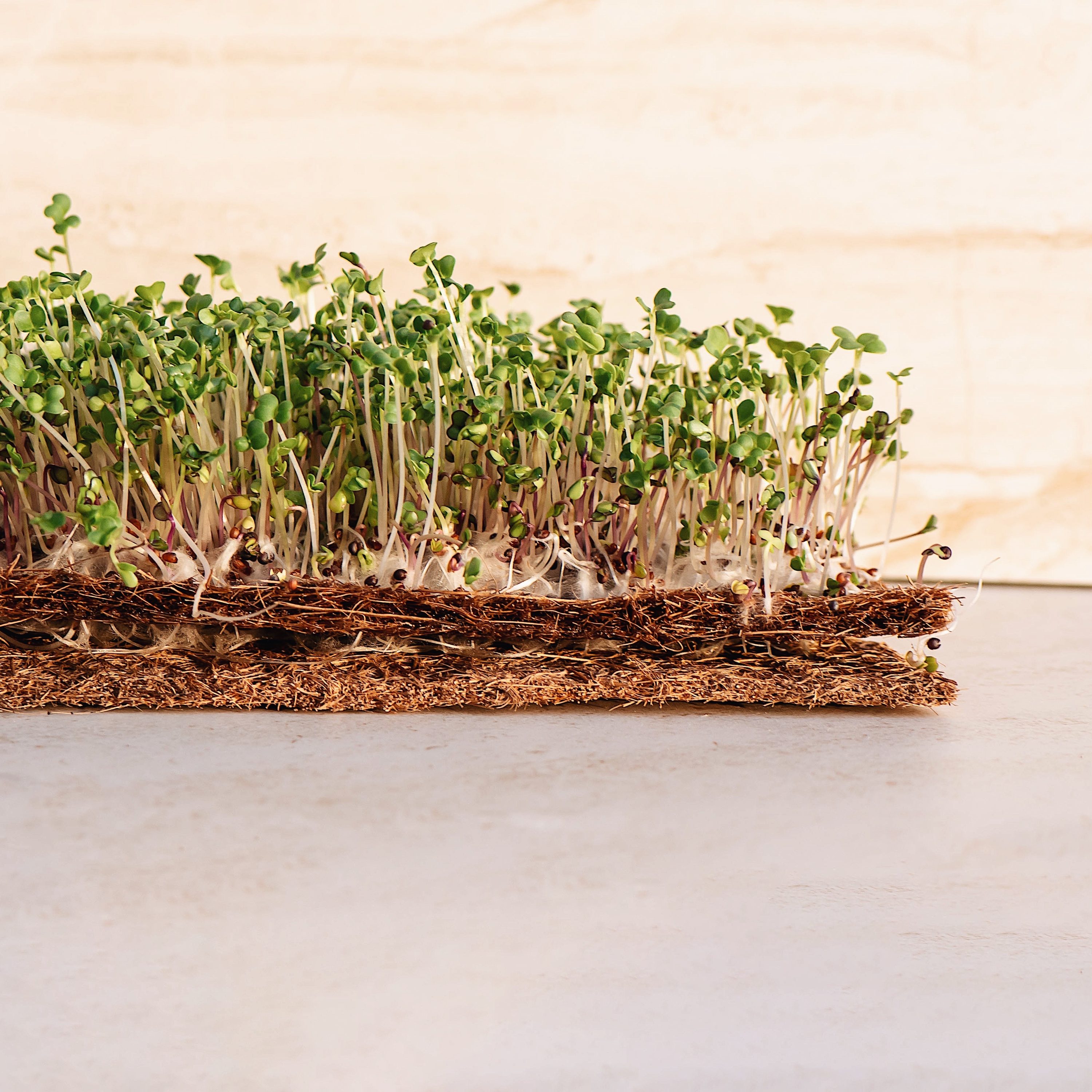 The best Coco Coir Nutrients for your plants - BAC Online