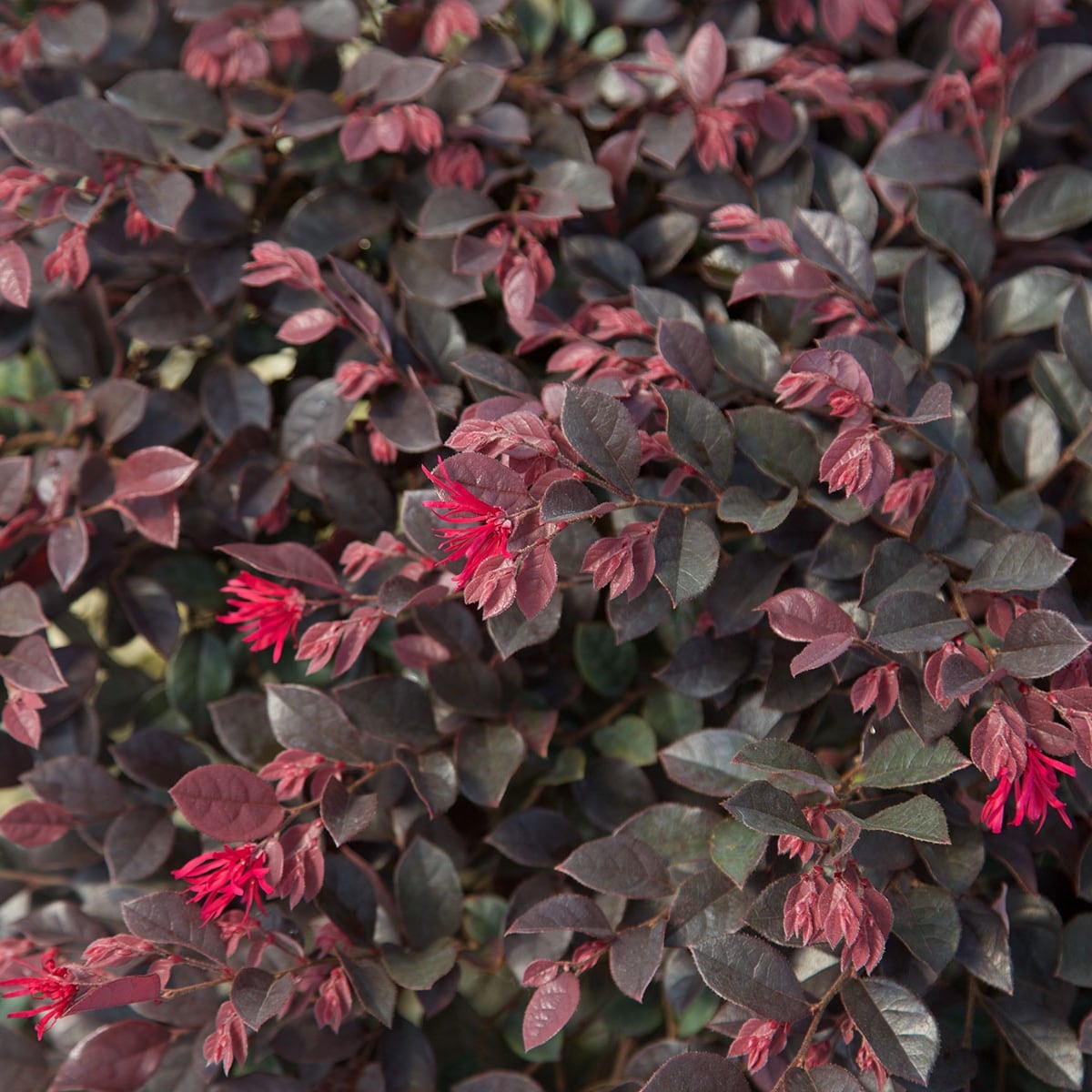 Southern Living Plant Collection 4199Q-1 shrubs - View #2