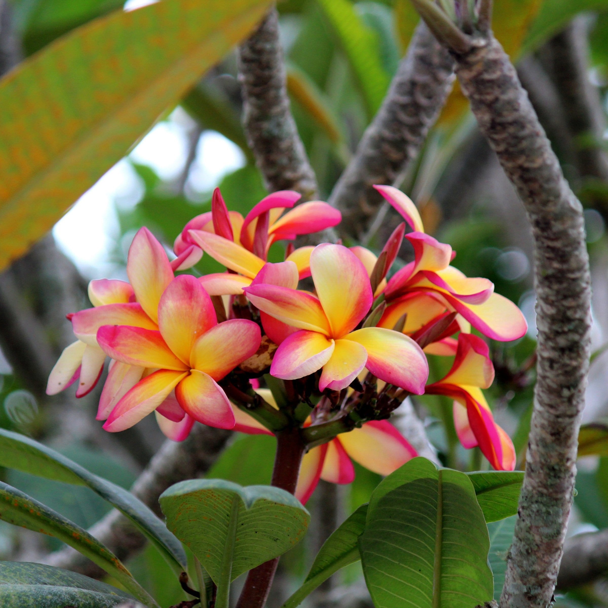National Plant Network LW2556 Multicolor Plumeria Sunrise in 1 Gallon(s) Pot 1 -Pack