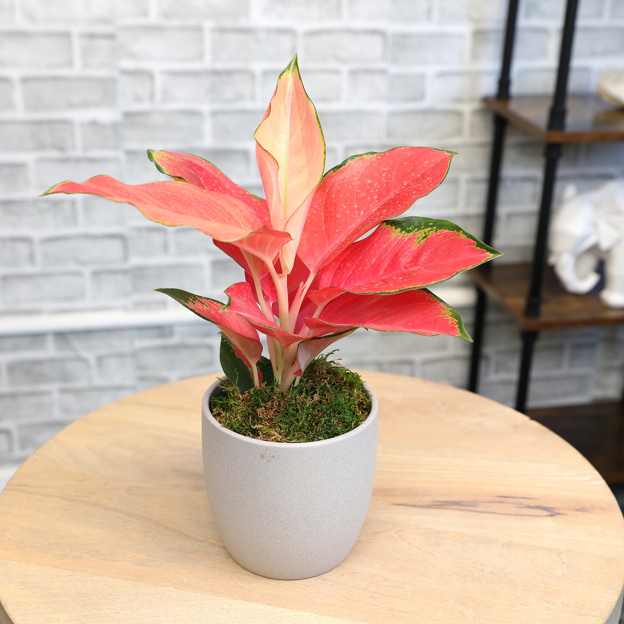Altman Plants 0873079 hseplants - View #2