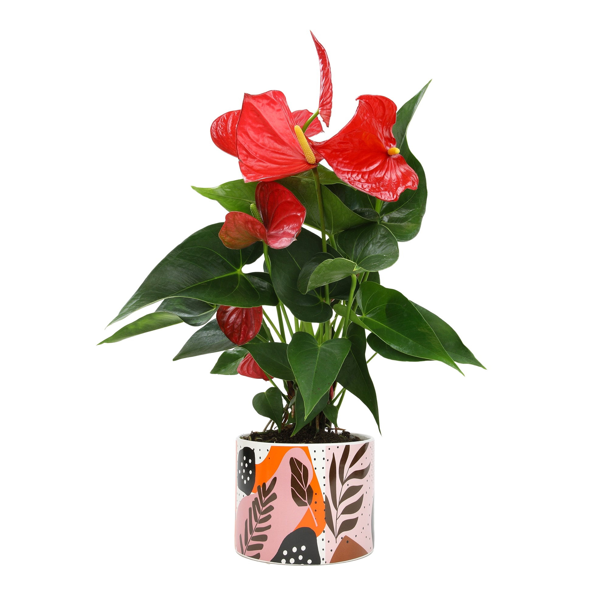 Altman Plants 0873014 Red Red Flamingo Flower Anthurium House plant in 6 Inch(es) Pot 1 -Pack