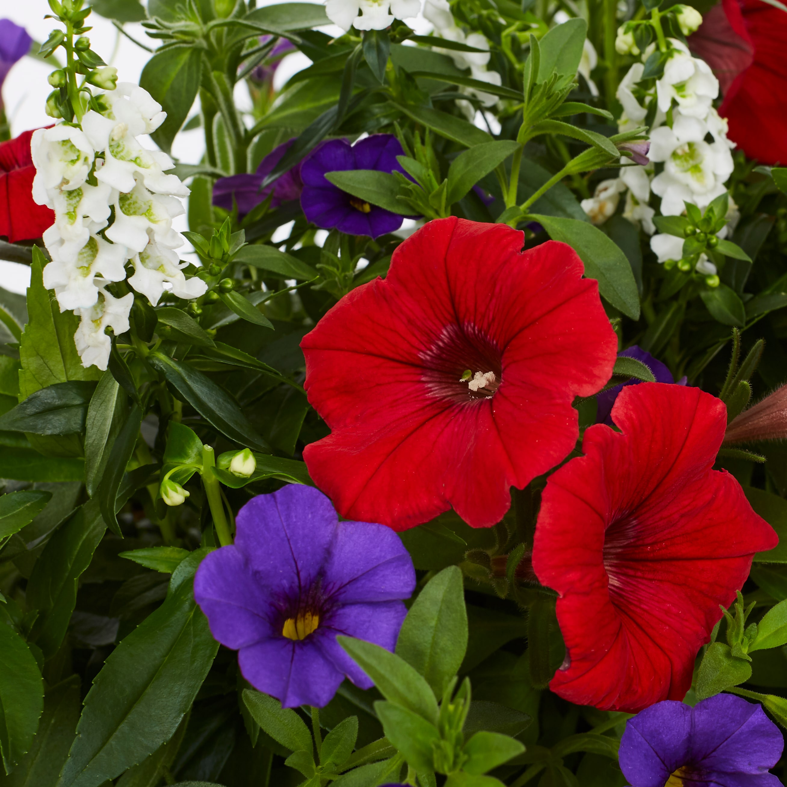 Lowe's NURSERY annuals - View #4