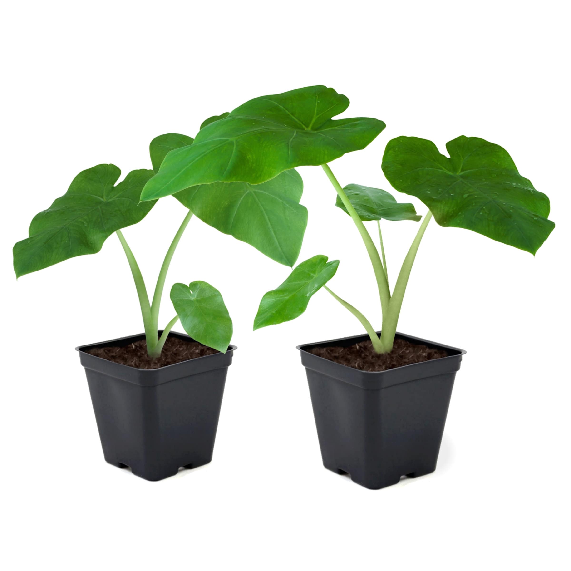 National Plant Network LW1450 Elephant ears House plant in 3.5 Inch(es) Pot 1.0 -Pack