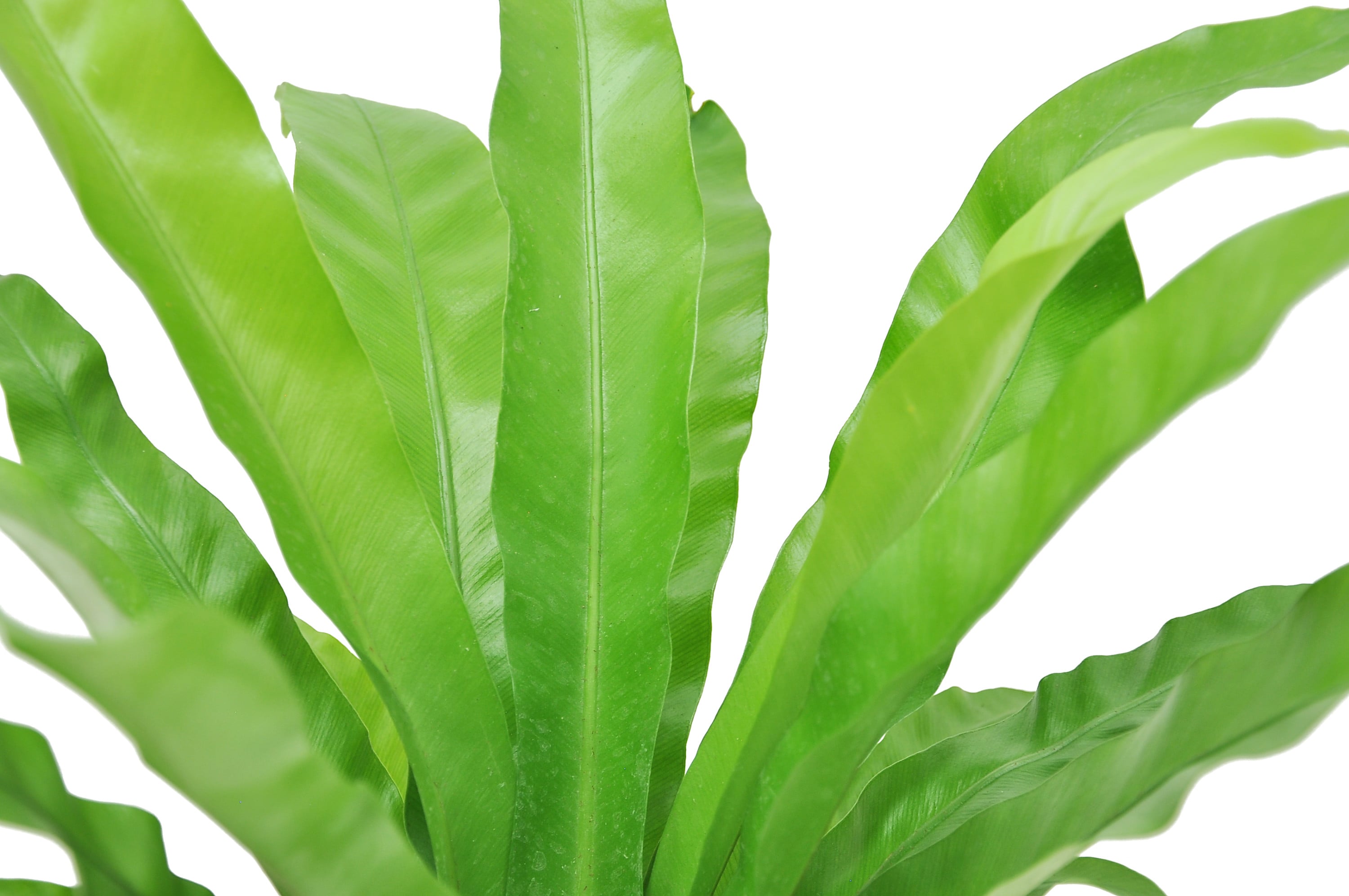 Costa Farms M-BNF-G-POT-01-LW hseplants - View #3
