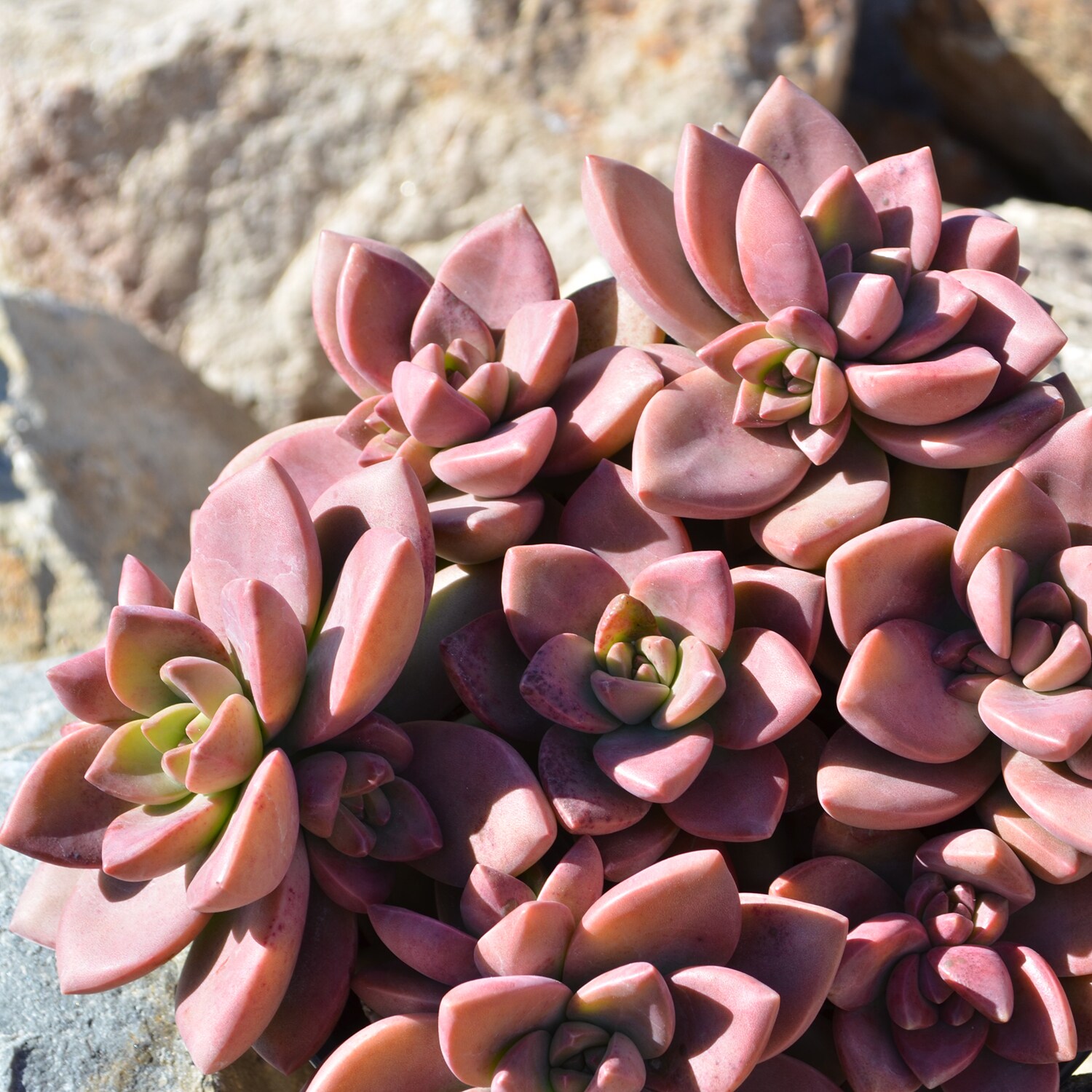 Altman Plants 0872635 Cacti-Succulents - View #9