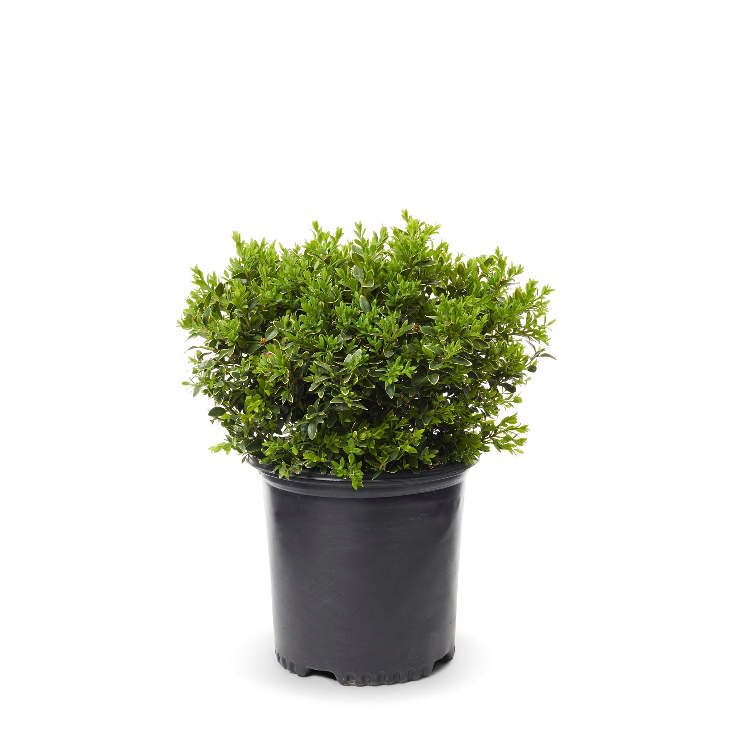 Lowe's White Green Velvet Boxwood Foundation/Hedge Shrub in 1.5-Gallon (s)  Pot in the Shrubs department at