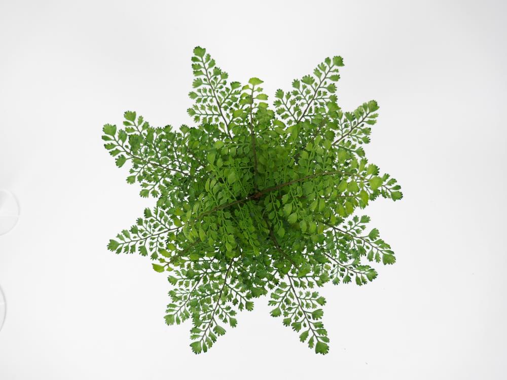 allen + roth 21LOW232 Artificial-Plants-Trees - View #8