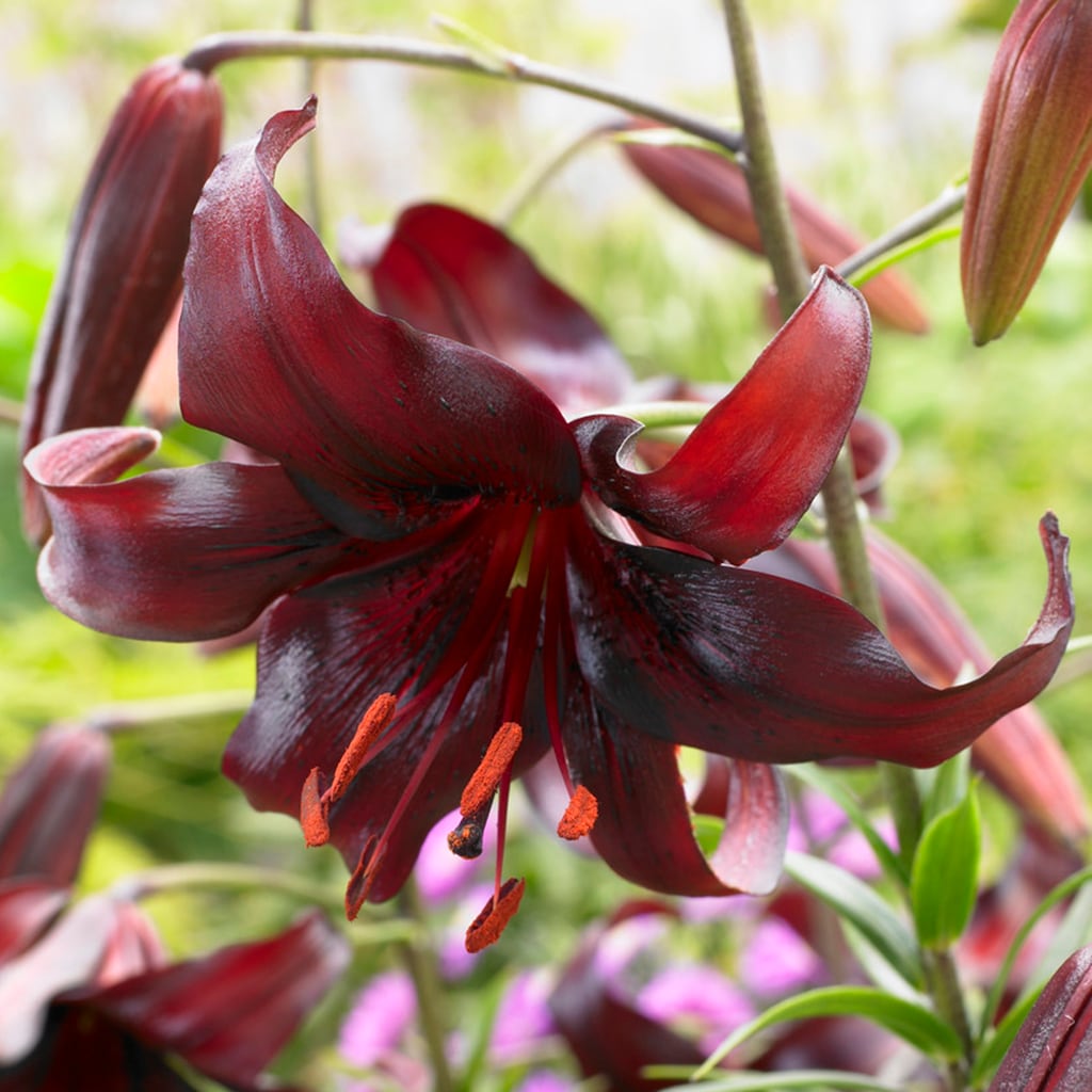 Van Zyverden 83478 Purple Lilies Night Flyer Bulbs 7.0 Count
