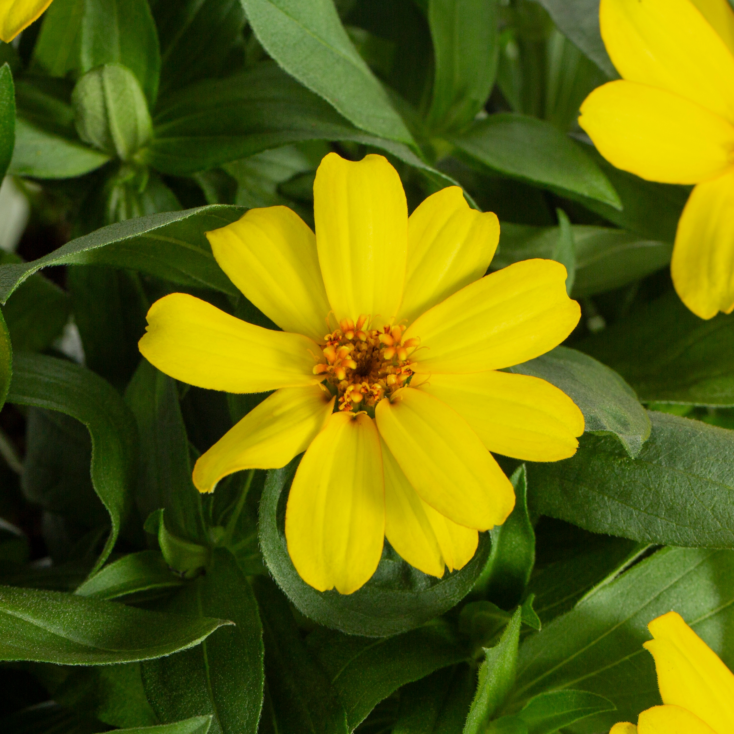 Lowe's NURSERY annuals - View #5