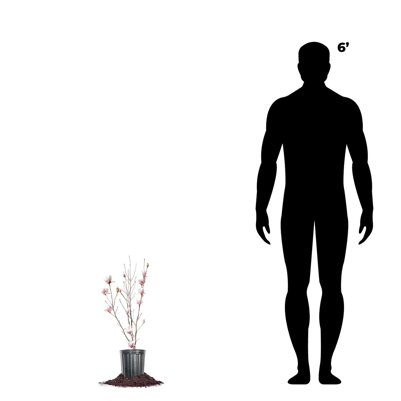 Perfect Plants LOALEXANDRINA1G trees - View #3