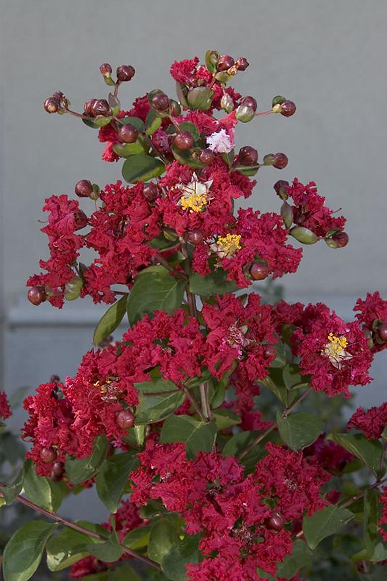 Monrovia 054765TR -Gallon Red Flowering Centennial Spirit Crape Myrtle