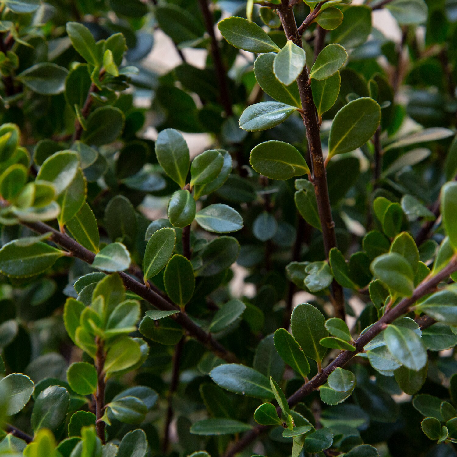 2.5 Gallon - Ilex Compacta in the Shrubs department at Lowes.com