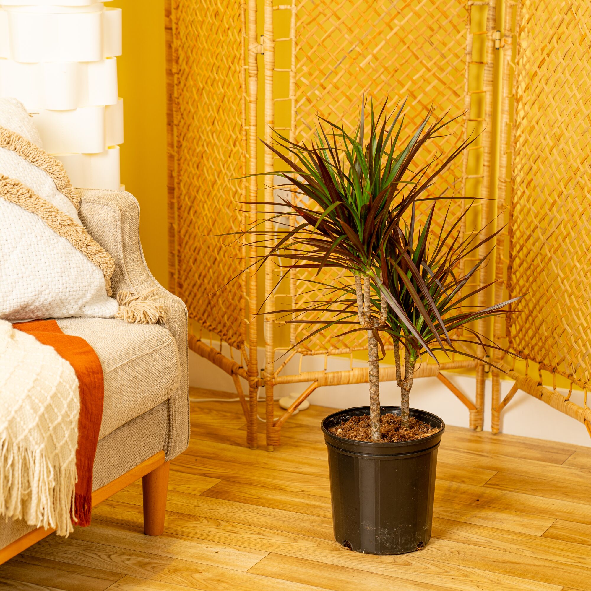 Lowe's 471448 hseplants - View #5