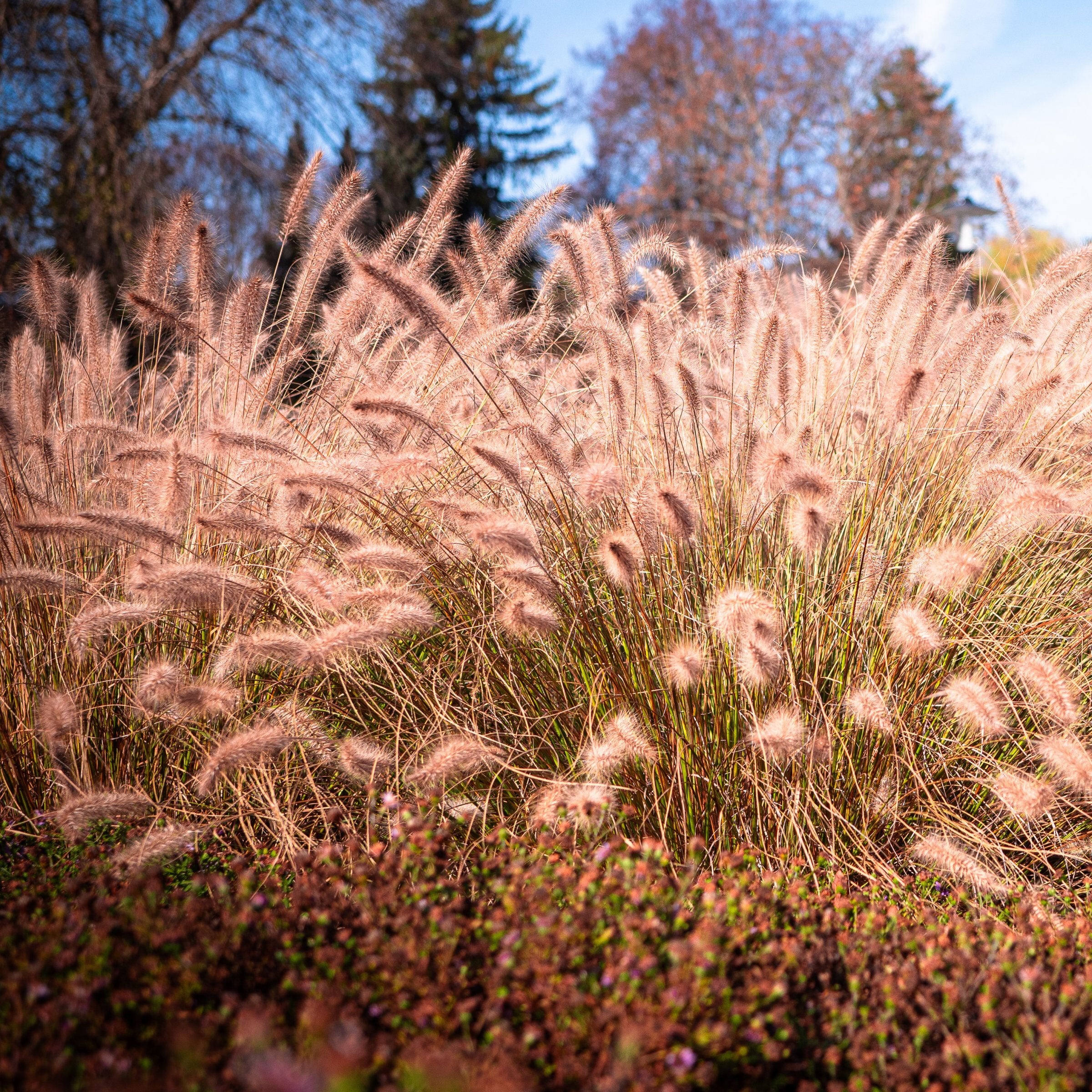 National Plant Network LW2741 perennials - View #5