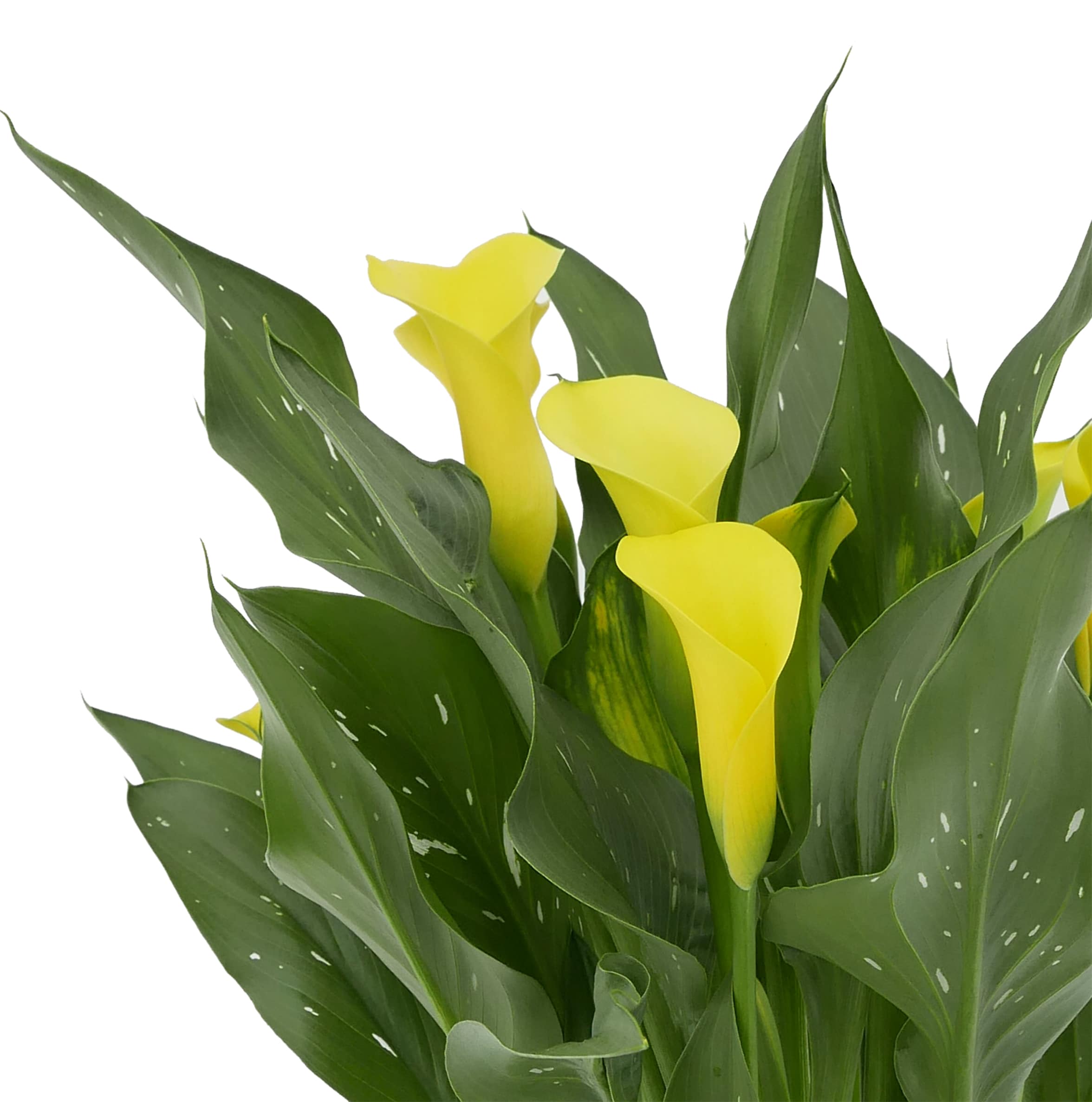 Yellow Calla Lily Plant in 2.5-Quart Pot 2-Pack in the Perennials ...