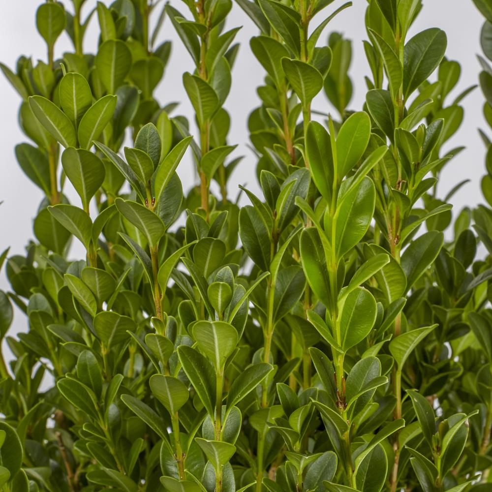  NURSERY shrubs - View #2