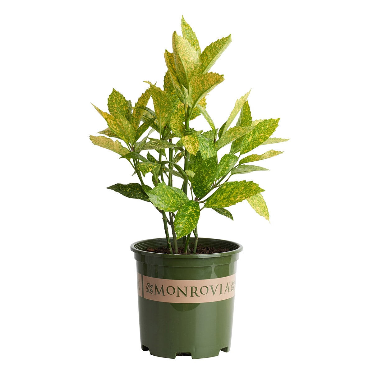 Monrovia KT10700356000200000 Mr. Goldstrike Aucuba Feature Shrub in 1.73 -Gallon Planter 1 -Pack