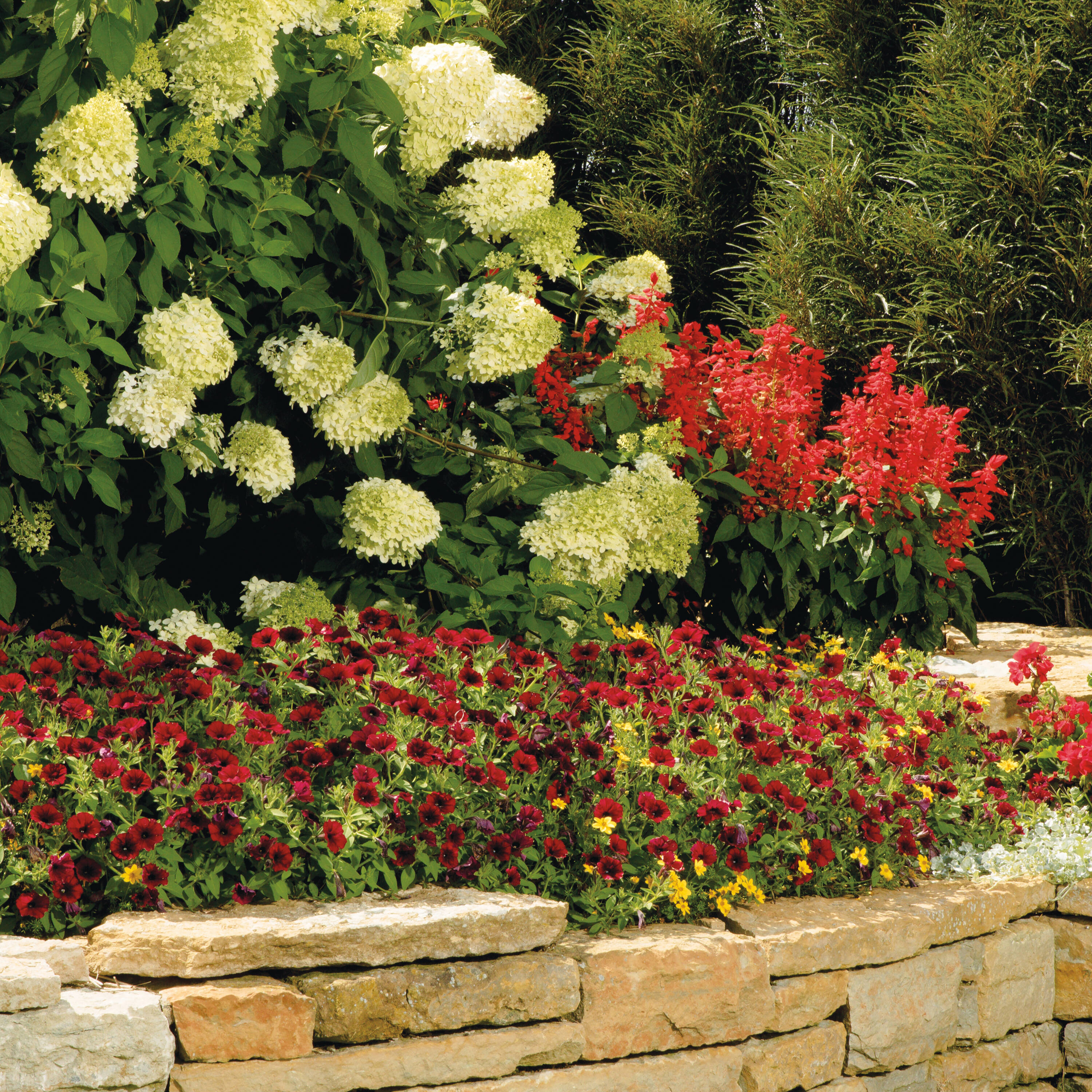 Proven Winners PELPRW1527504 annuals - View #4