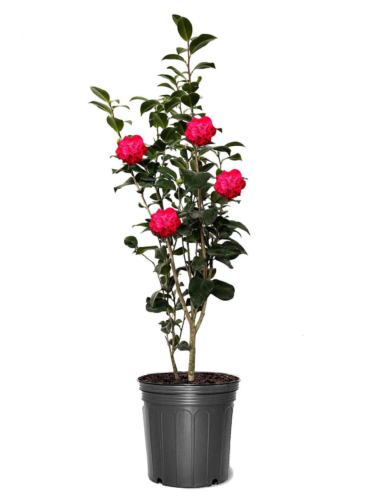 Southern Planters CAMKSU03G Kramer's Supreme Camellia Flowering Shrub in 3 -Gallon Pot 1 -Pack with Red Blooms
