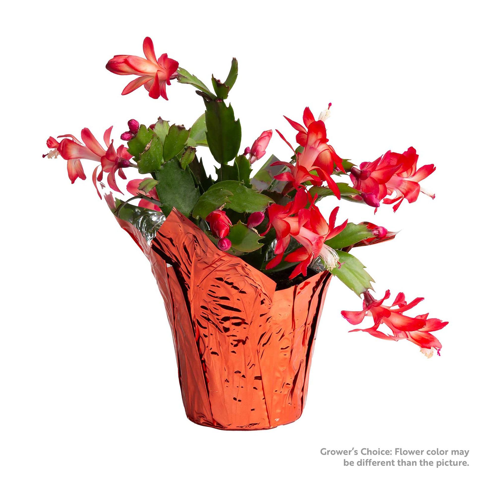 Fresh Christmas Decorations Type Potted christmas cactus