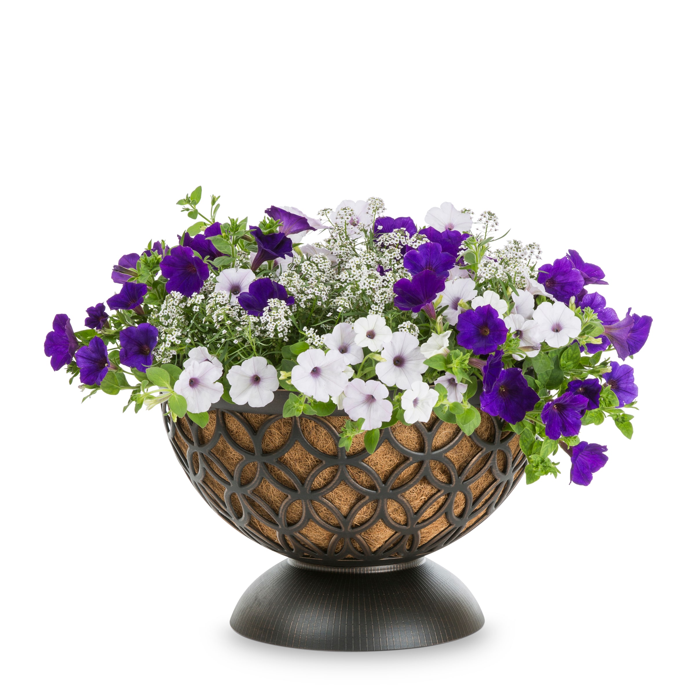 Proven Winners NURSERY Multicolor Velvet Skies in 5.00 Gallon(s) Planter