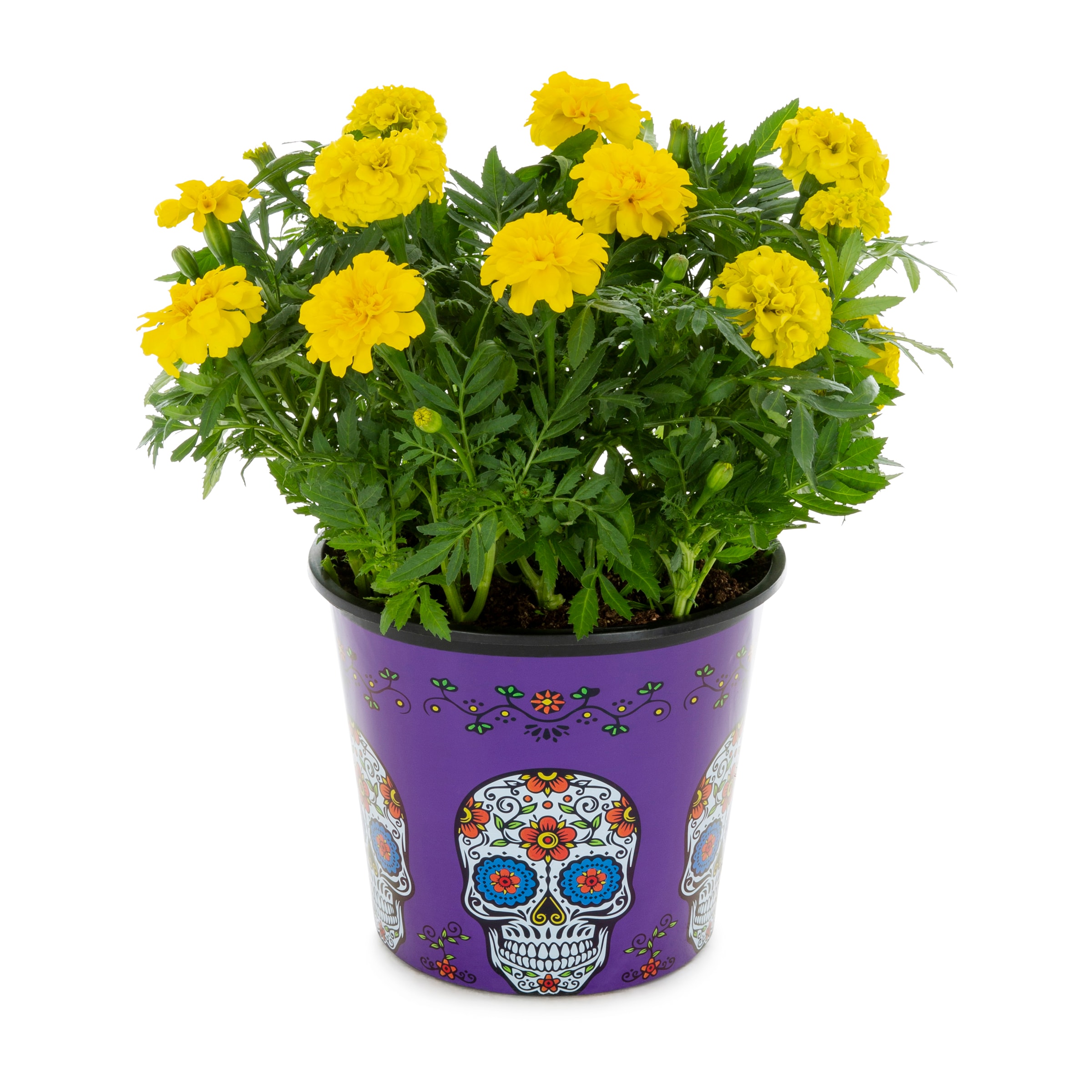 Lowe's NURSERY Multicolor Marigold in 3 Quart(s) Pot 1 -Pack