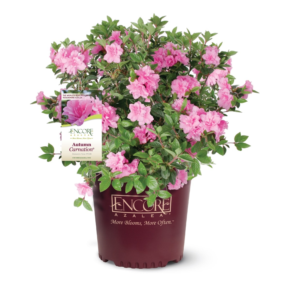 Encore Azalea 80391 Autumn Carnation Azalea Flowering Shrub in 1 -Gallon Pot 1 -Pack with Pink Blooms