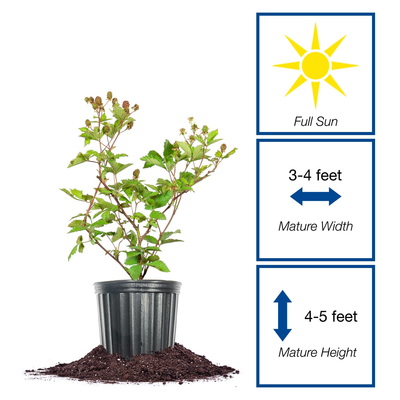 Perfect Plants LOOUACHITABLKBERRY1G shrubs - View #2