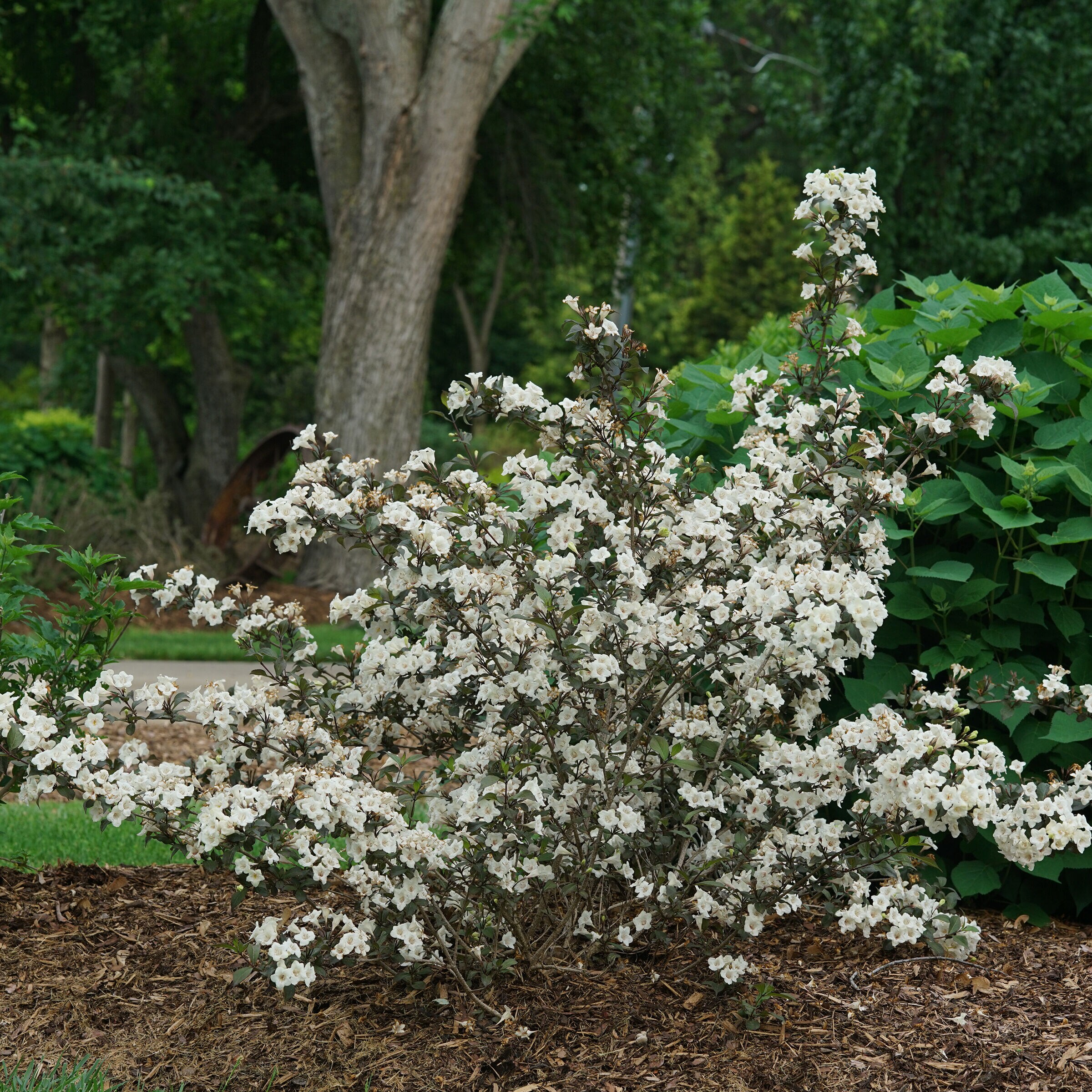 Proven Winner 5334653 shrubs - View #3