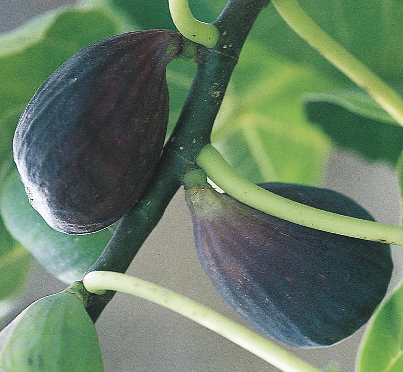 Mission Fig Plants, Bulbs & Seeds at Lowes.com