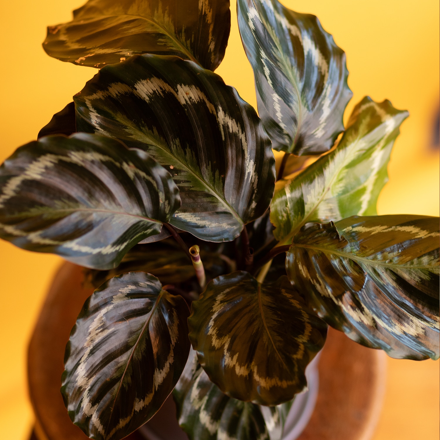 Altman Plants 0881602 hseplants - View #7