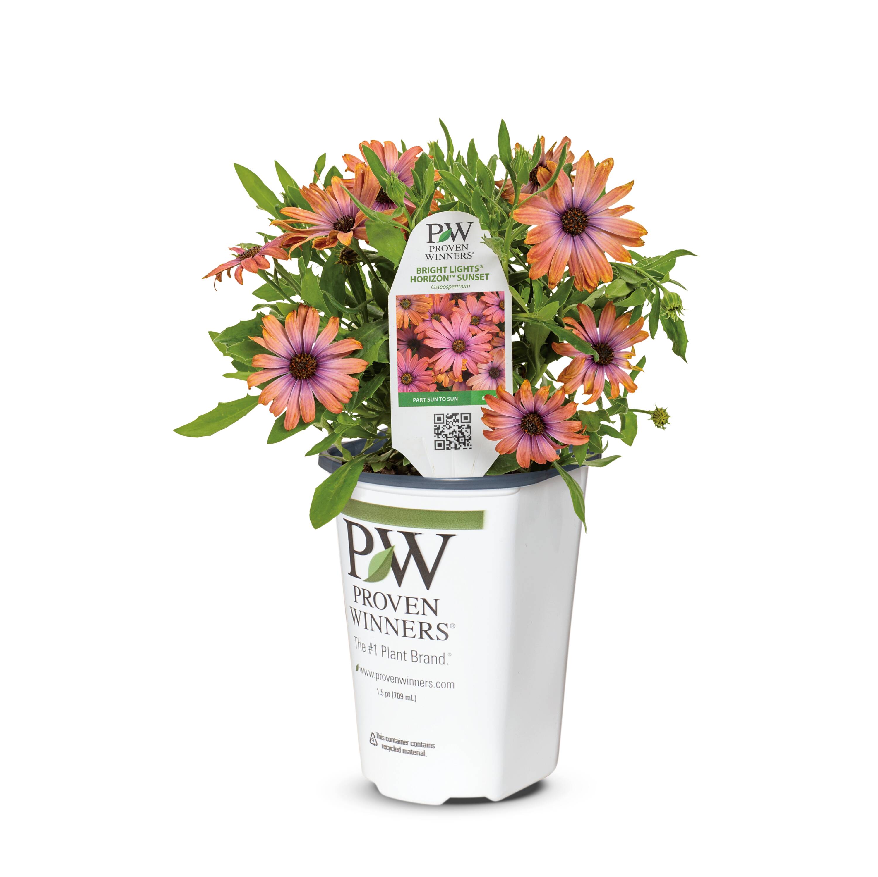 Lowe's NURSERY Pink Horizon Sunset African Daisy in 1.5 Pint Pot 1 -Pack