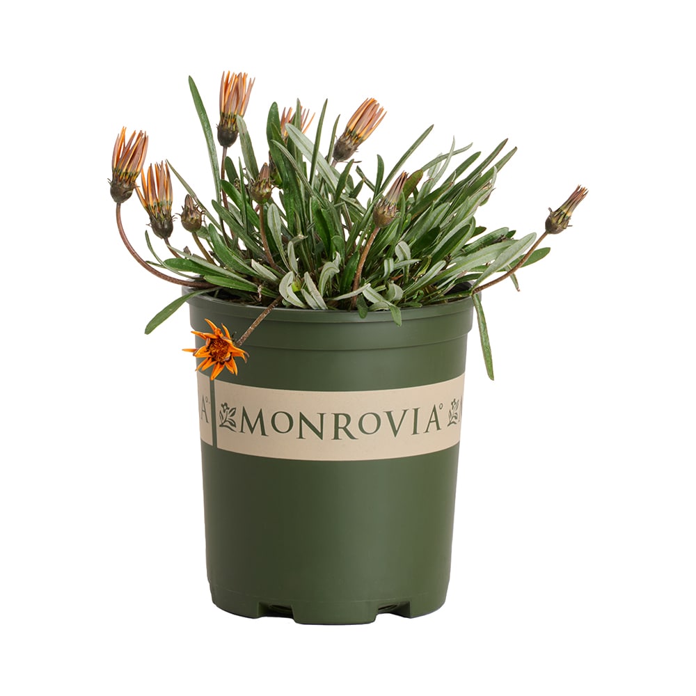 Monrovia - 2.6 -Quart Orange Gazania Tanager 1 -Pack - Low Maintenance