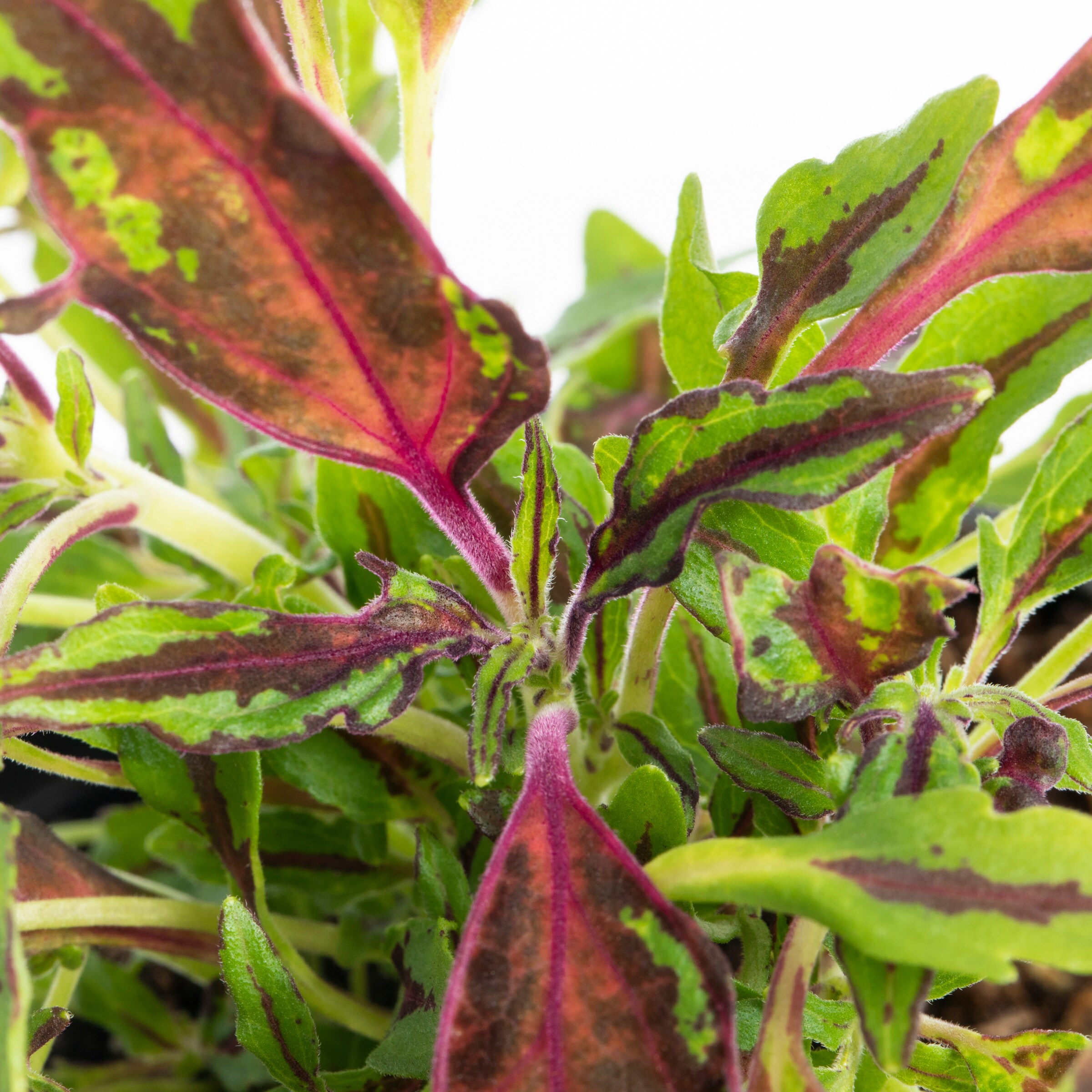 Monrovia Multicolor Coleus in 1-Pint Pot in the Annuals department at ...