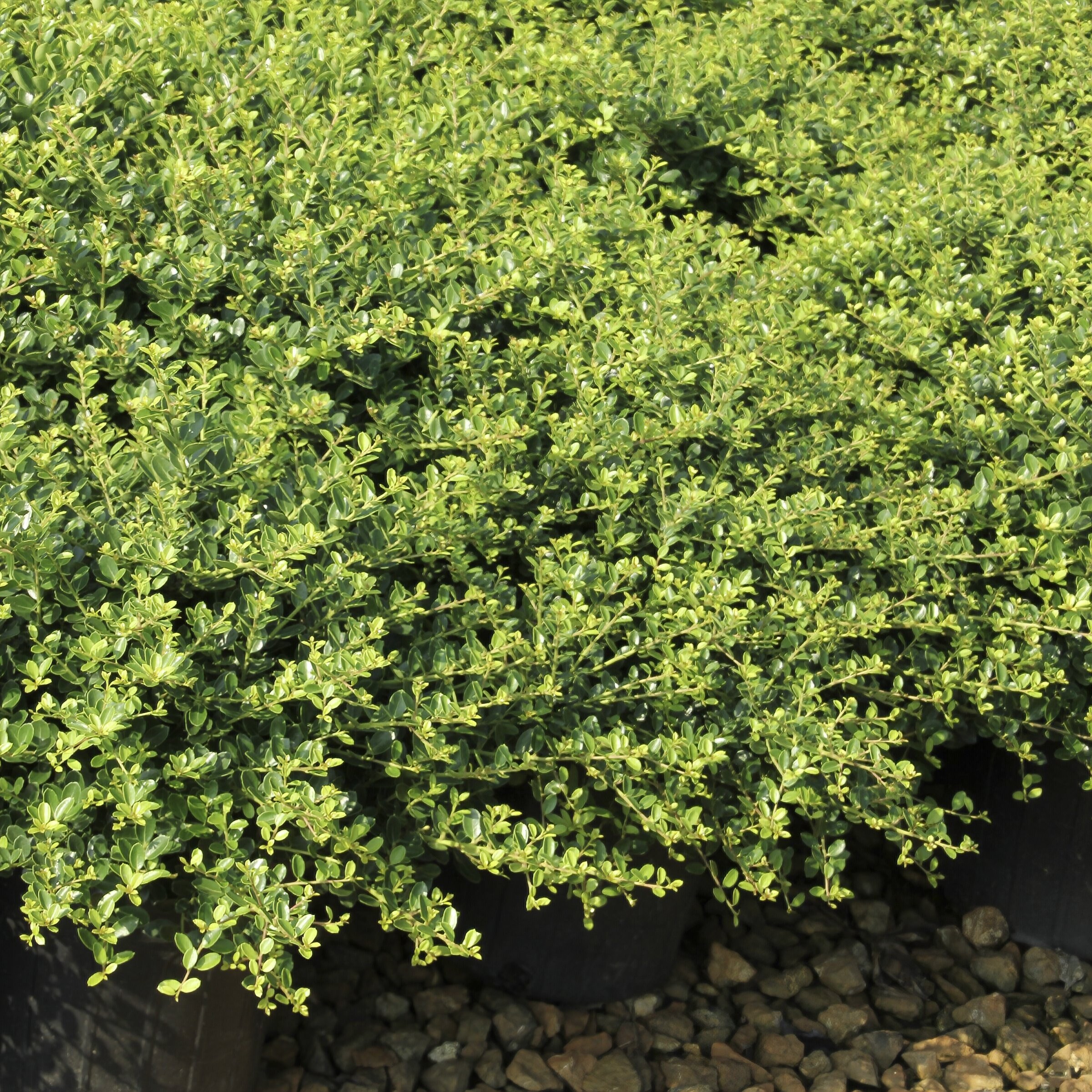 National Plant Network LW2720 shrubs - View #8