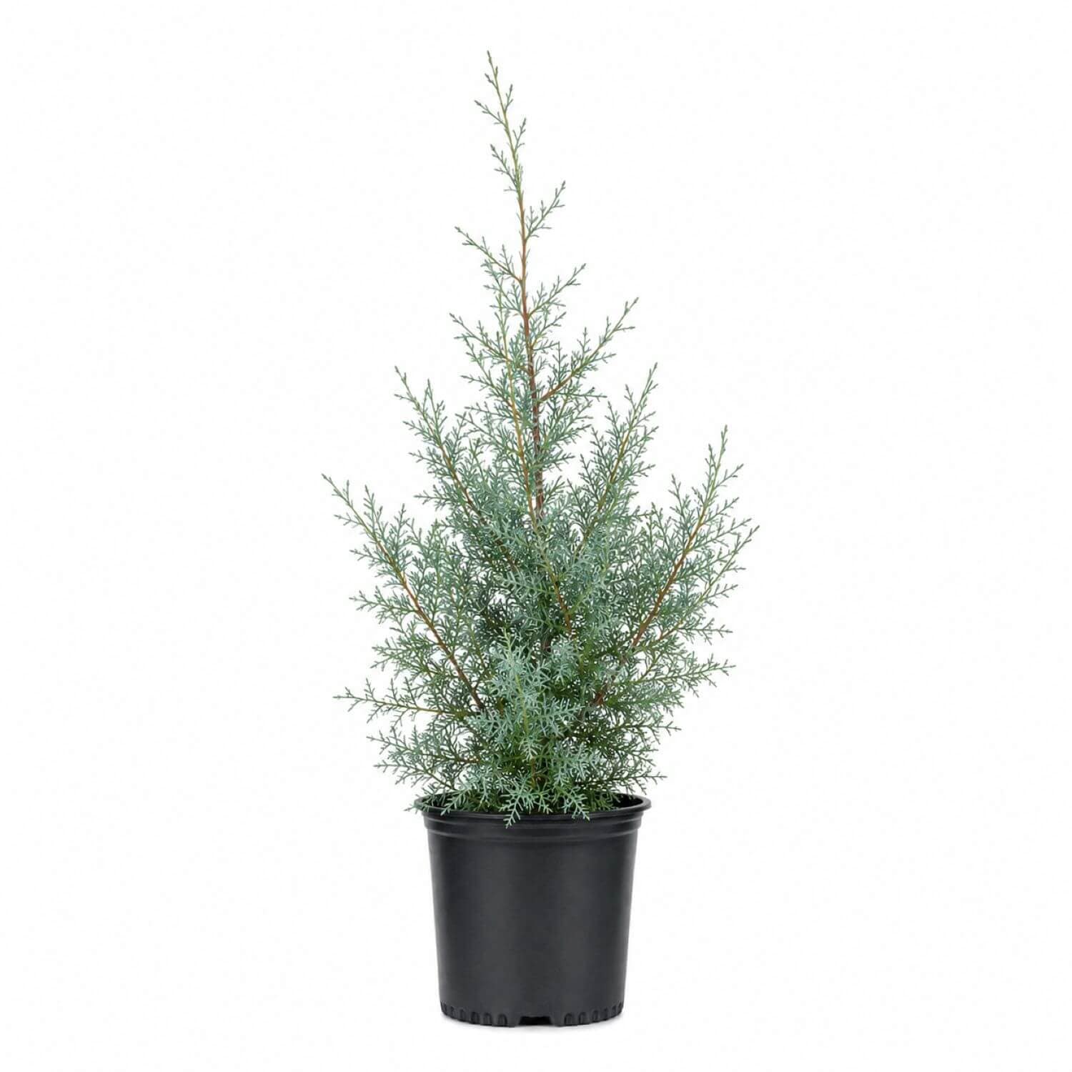 Flowerwood 2.5 -Quart Screening Evergreen Carolina Sapphire Arizona Cypress In pot (with soil)