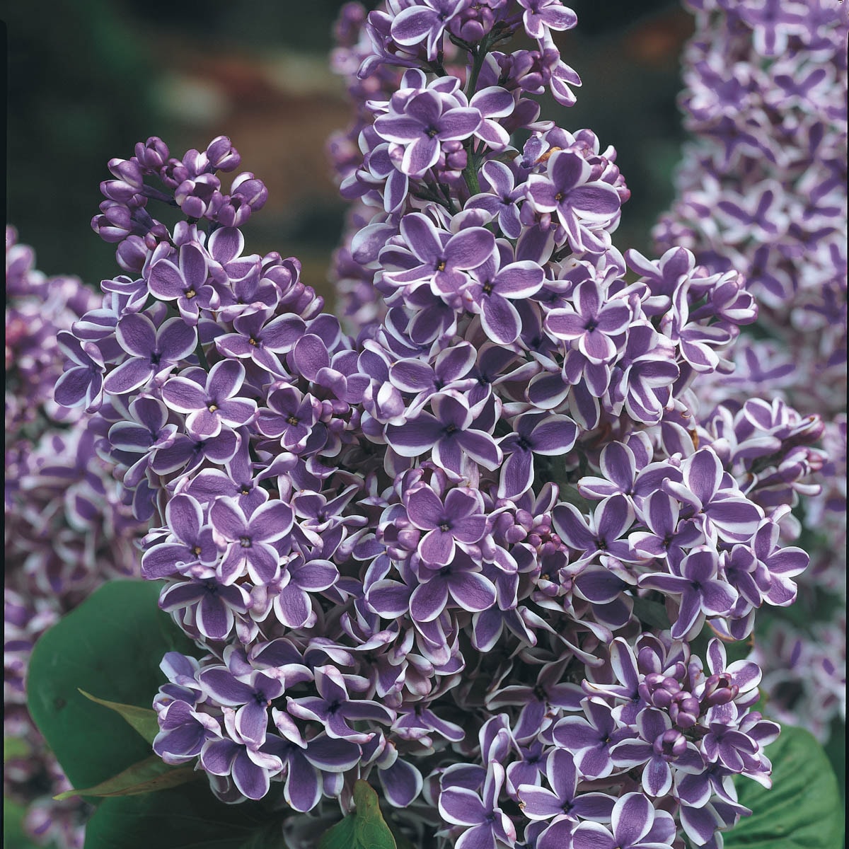 Spring Hill Nurseries Sensation Lilac Purple And White Flowering Shrub