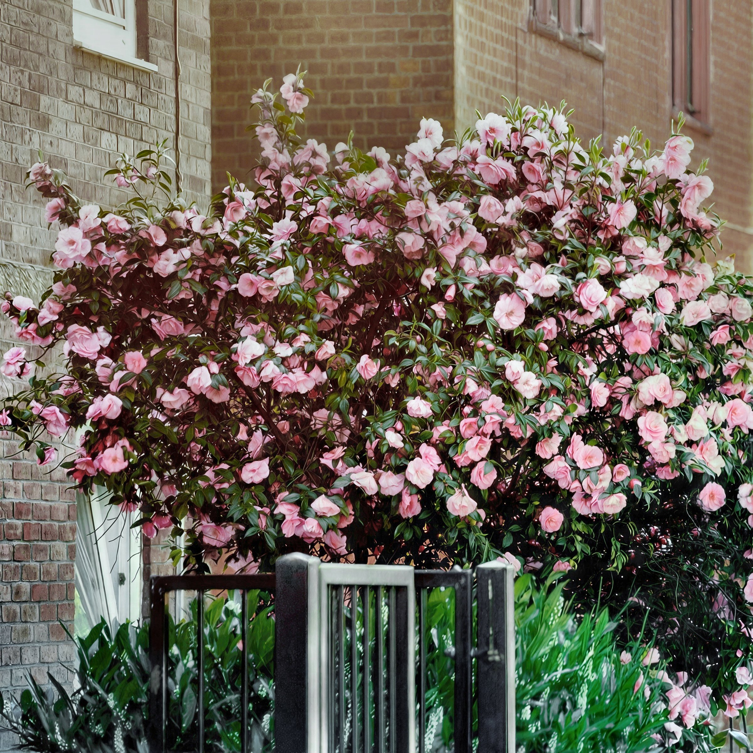 National Plant Network LW2804 shrubs - View #10