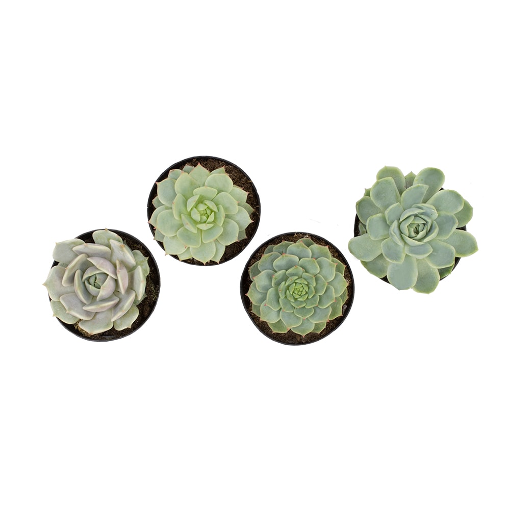 Altman Plants 0880048 Cacti-Succulents - View #3