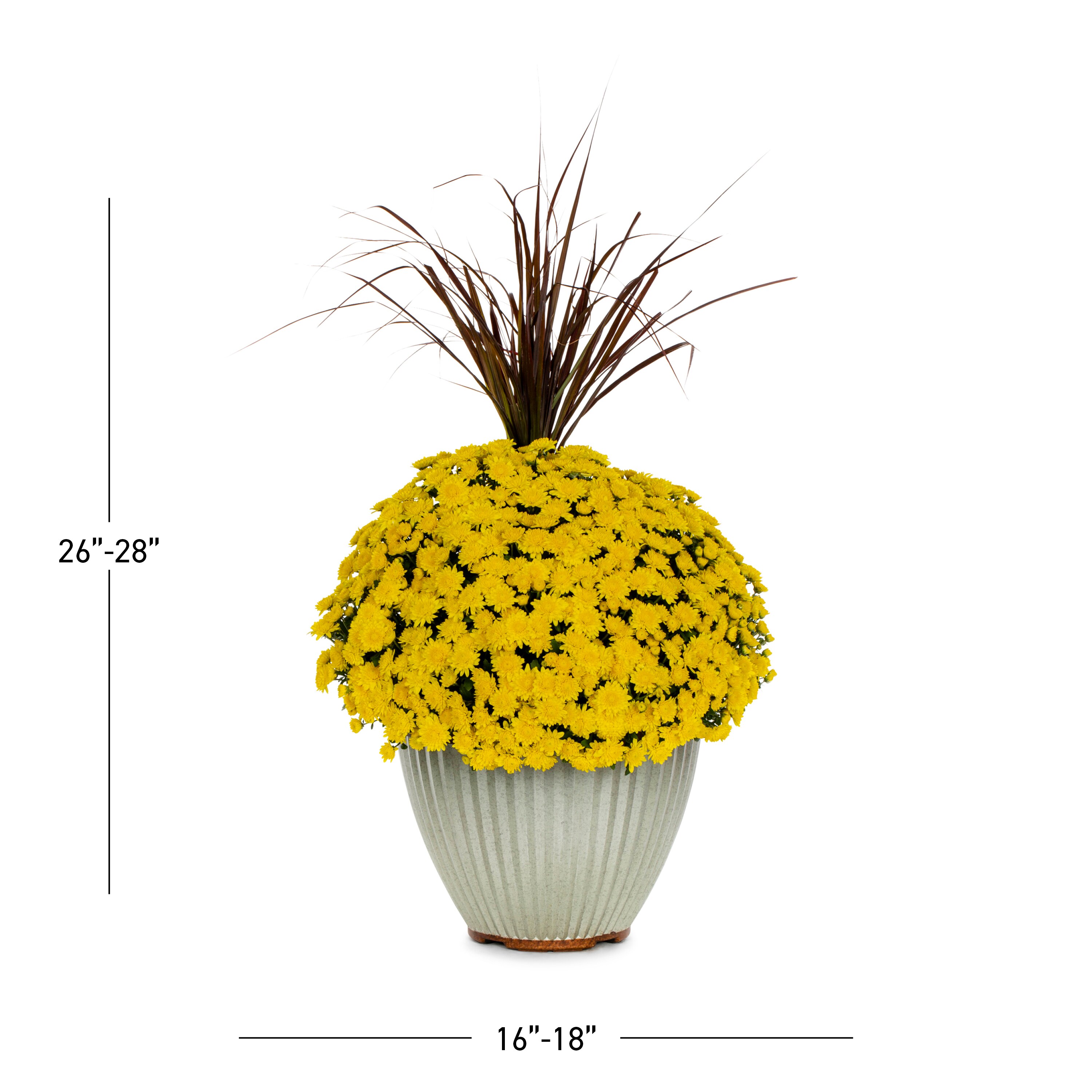 Lowe's 2147444 annuals - View #3