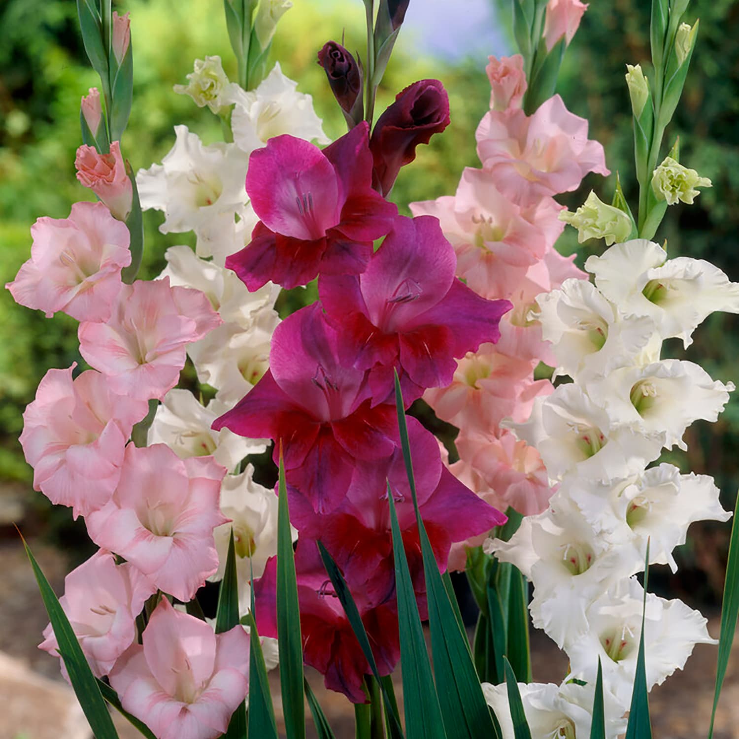 Gladiolus Prosperity Blend Plants, Bulbs & Seeds at Lowes.com