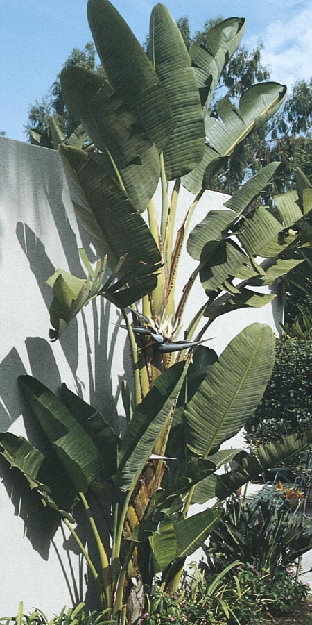 Bicolor White Bird Of Paradise Flowering Shrub In Pot (With Soil) at