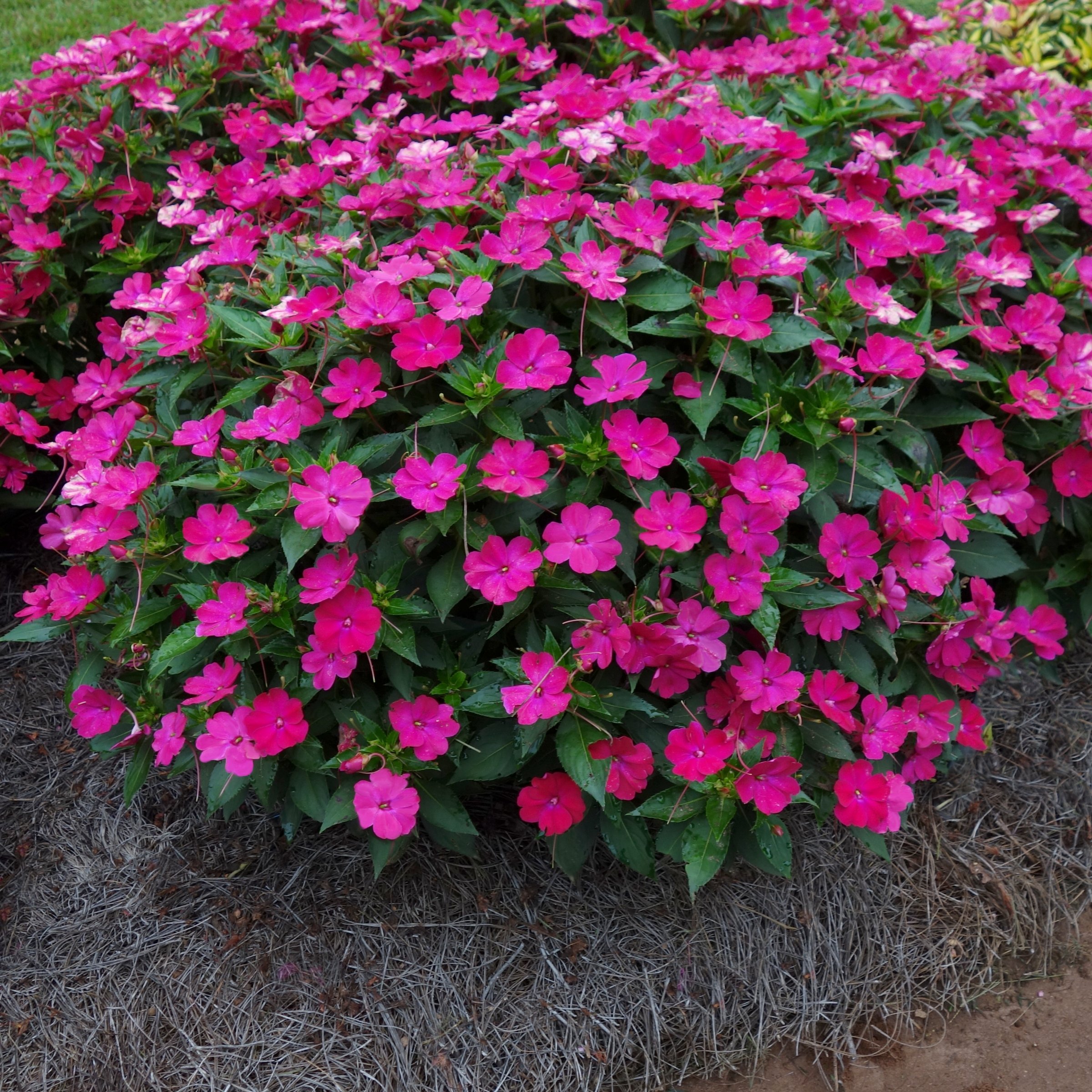 National Plant Network LW2597 annuals - View #6
