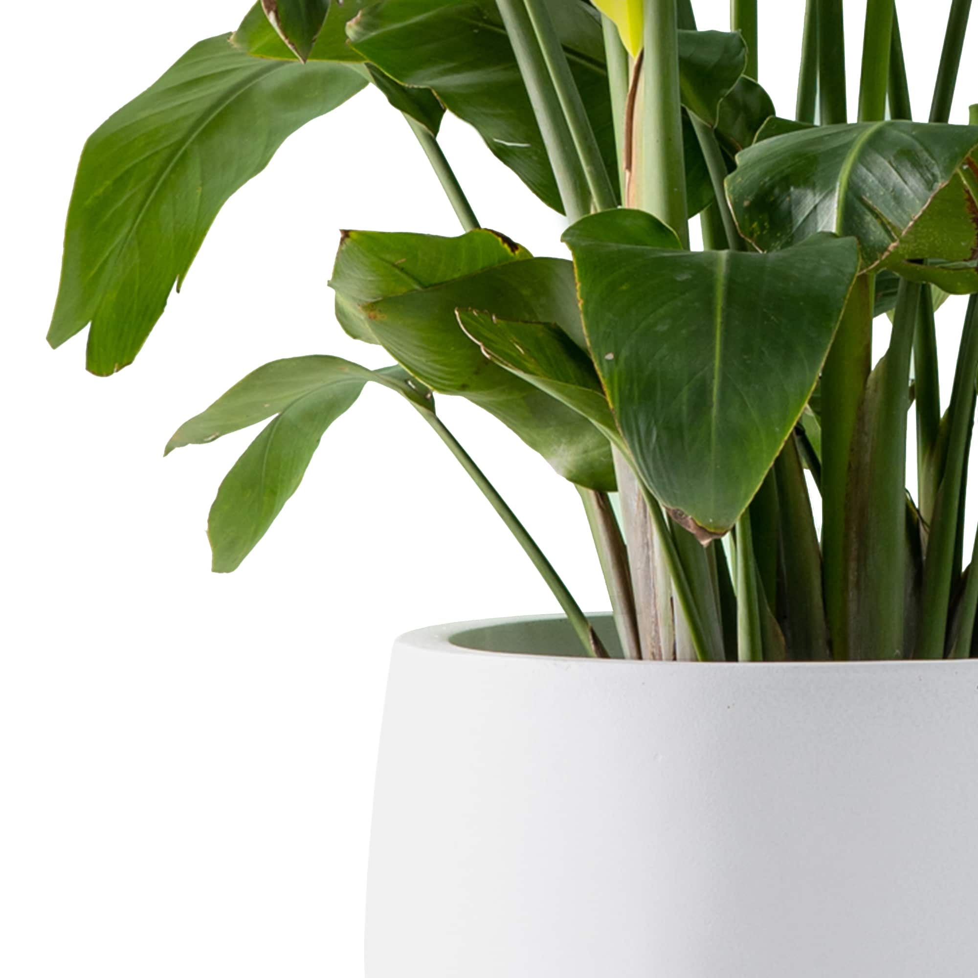 PLANTARA PA051B-8011 Planter-Window-Box - View #2