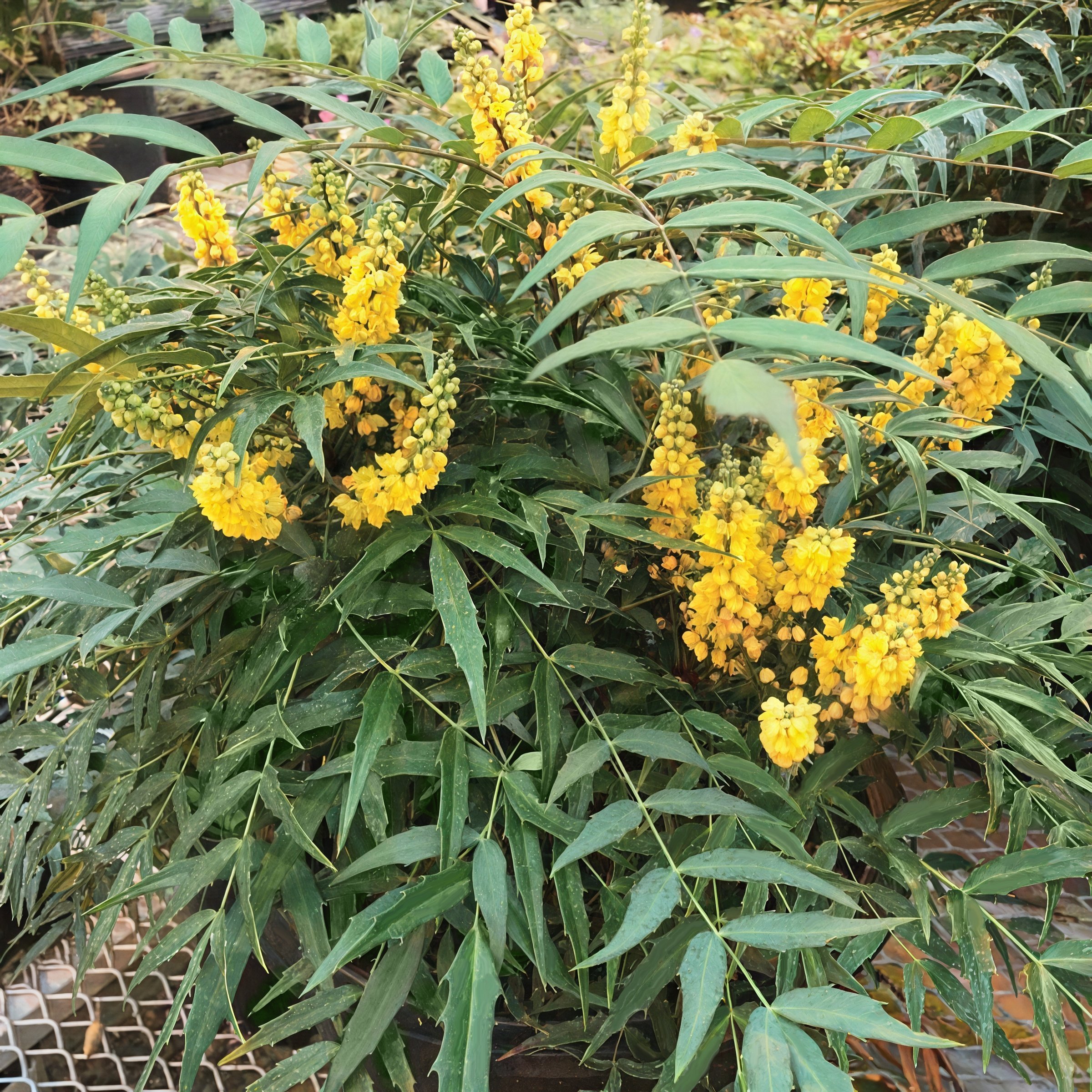 National Plant Network LW2222 shrubs - View #6