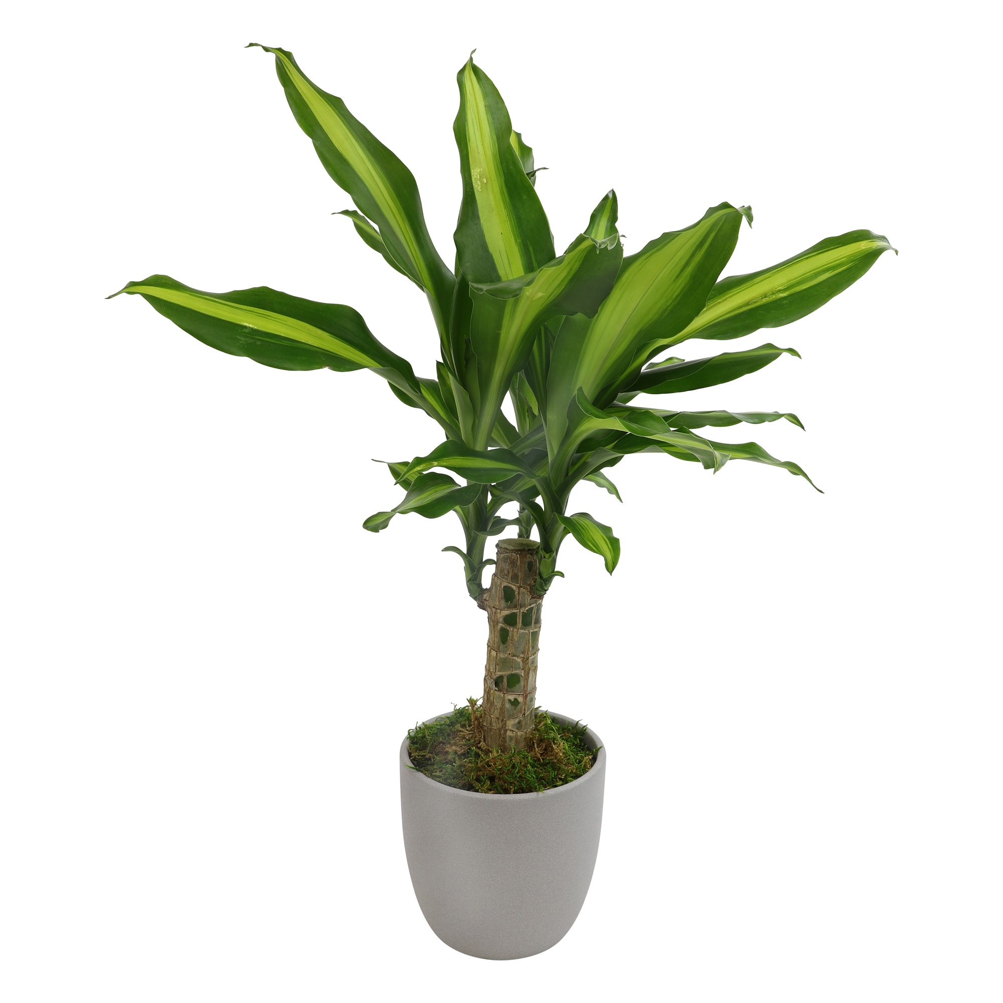 Altman Plants 0873082 hseplants - View #7